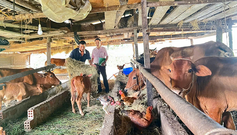 Hộ nghèo được hỗ trợ vay vốn để đầu tư chăn nuôi, phát triển kinh tế. 